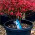 Enkianthus Perulatus or Japanese Dodan-Tsutusji Shrub for sale online with UK delivery.