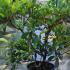 Eriobotrya Coppertone Japanese Loquat 60-80 cm buy online UK.