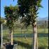 Eriobotrya Japonica Loquat 1.5-1.6 m buy online UK.