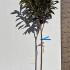 Eriobotrya Japonica Loquat 1.75-2 m buy online UK.