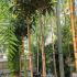 Eriobotrya Japonica Loquat 2.5-3 m buy online UK.