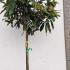 Eriobotrya Japonica Loquat 2-2.5 m buy online UK.