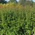 Escallonia Apple Blossom hedging plants for sale online with UK delivery