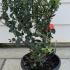 Escallonia Donard Seedling 40-60 cm buy online UK.