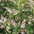 Escallonia Donard Seedling Hedge, good to use for Escallonia Hedging, for sale online with UK delivery.