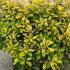 Escallonia Gold Ellen 30-40 cm buy online UK.
