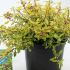 Escallonia Golden Carpet 25-30 cm buy online UK.