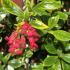 Evergreen Escallonia best for hedging in coastal areas