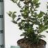 Escallonia Iveyi 30-40 cm buy online UK.