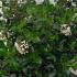 Escallonia Iveyi 80-100 cm buy online UK.