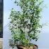 Escallonia Iveyi 1.25-1.5 m buy online UK.