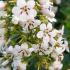 Escallonia iveyi evergreen shrub with white flowers