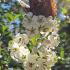Escallonia Iveyi white flowers are a magnet for pollinators, here shown with Red Admiral butterfly