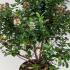 elpe 60-80 cm buy online UK.