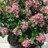 Escallonia Laevis Pink Elle 50-60 cm buy online UK.