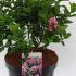 Escallonia Laevis Pink Elle 30-40 cm buy online UK.