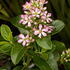 Escallonia Laevis Pink Elle is good for coastal planting and will make an attractive flowering hedge.