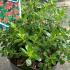 Escallonia Red Dream 20-30 cm buy online UK.