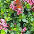 Escallonia Red Dream Compact Hedging Variety of Escallonia, buy online UK delivery.