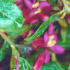 Escallonia Red Hedger a lovely variety of Escallonia Hedging, evergreen leaves and bright pink and red flowers Buy UK.