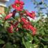 Escallonia Red Hedger flowering in an English garden, evergreen hedging good for coastal areas