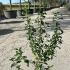Escallonia Rubra Macrantha 20-30 cm buy online UK.