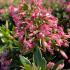 Escallonia Showstopper evergreen flowering hedging with bright pink flowers