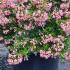 Escallonia Showstopper 50-60 cm buy online UK.