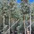 Eucalyptus Camaldulensis Rostrata Red River Gum 3-3.5 m buy online UK.