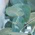 Eucalyptus Cinerea or Silver Dollar Eucalyptus