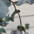 Eucalyptus Glaucescens, Evergreen Trees, London UK - Paramount, Tree Nursery UK & online shop.