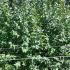 Eucalyptus Globulus Standard Eucalyptus Tree 2.5-3 m buy online UK.