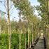 Eucalyptus Globulus Standard Eucalyptus Tree 3-3.5 m buy online UK.