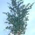 Eucalyptus Gunnii 80-100 cm buy online UK.
