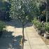 Eucalyptus Gunnii 1.2-1.4 m buy online UK.