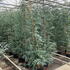eg 1.75-2 m buy online UK.