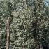 Eucalyptus Gunnii 3.5-4 m buy online UK.