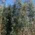 Eucalyptus Gunnii 3-3.5 m buy online UK.