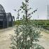 Eucalyptus Gunnii 1-1.25 m buy online UK.