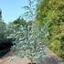 ega 1.75-2 m buy online UK.
