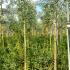 Eucalyptus Gunnii 2.5-3 m buy online UK.