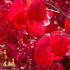 Euonymus Alatus Winged Spindle Tree