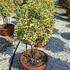 euonymusjapbravo 80-100 cm buy online UK.
