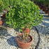 ejap 80-100 cm buy online UK.