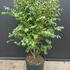 euonalat 80-100 cm buy online UK.