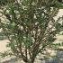 Euonymus Alatus Compactus  - Compact Winged Spindle Tree 60-80 cm buy online UK.