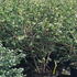 euonalat 1-1.25 m buy online UK.