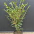 eua 1-1.25 m buy online UK.