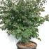 Euonymus Alatus Winged Spindle Tree 60-80 cm buy online UK.