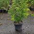 Euonymus Alatus Winged Spindle Tree 40-50 cm buy online UK.